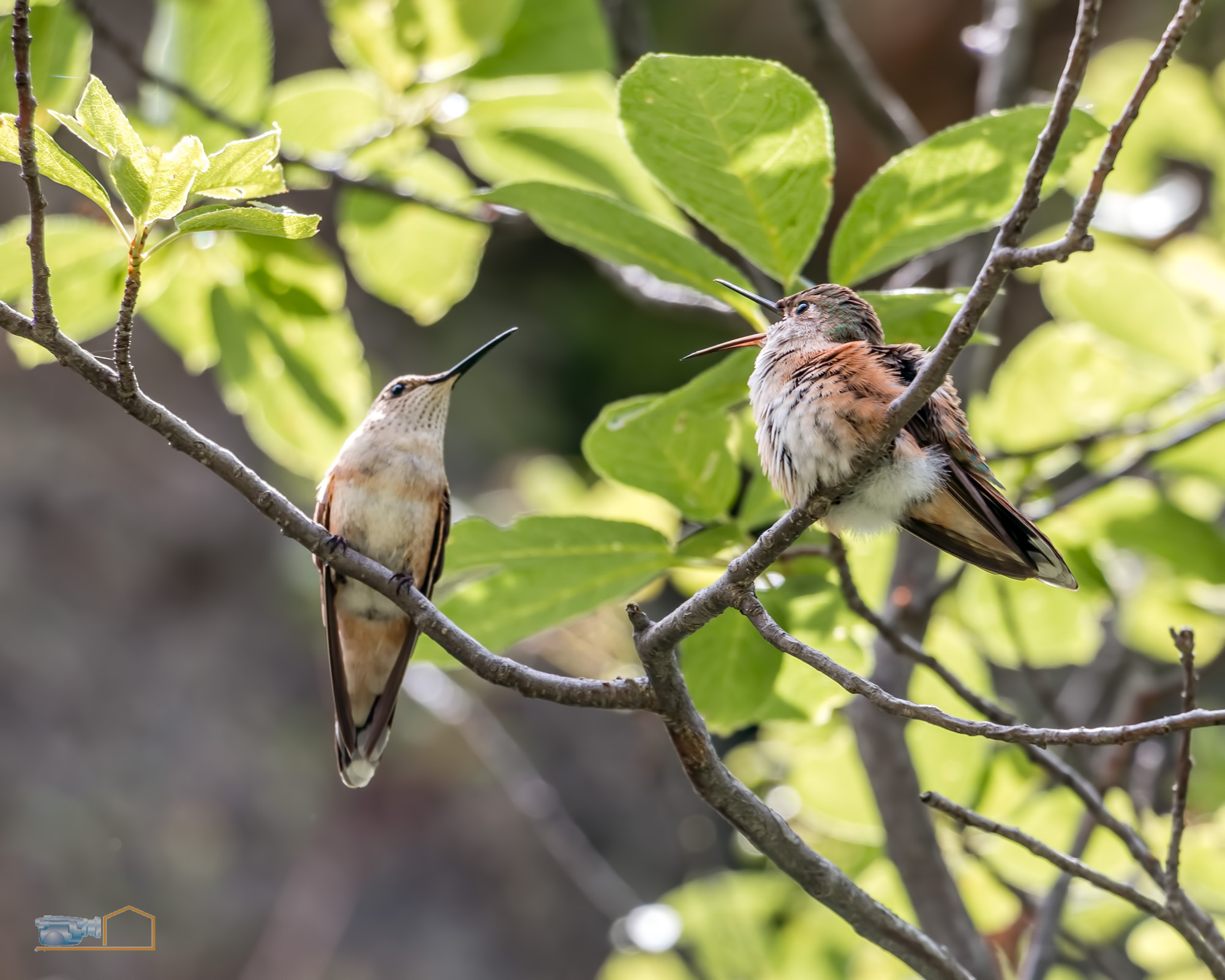 0499-RMNP_Gem_Lake_Hummingbirds_E_HiRes_Web