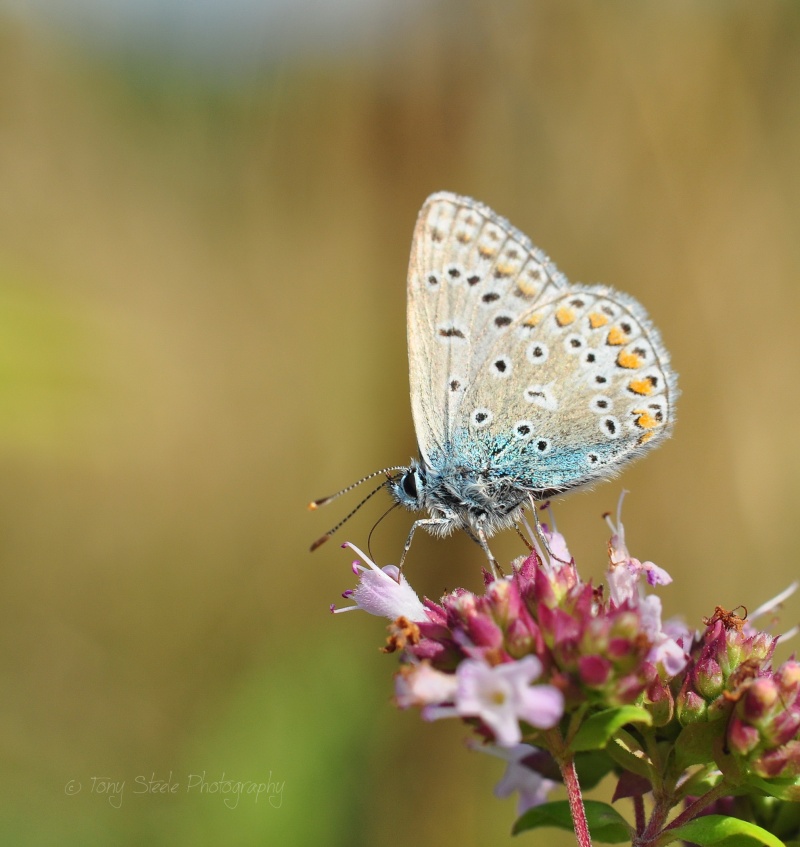 Common Blue butterfly Photography Macro Photography by Tony Steele ...