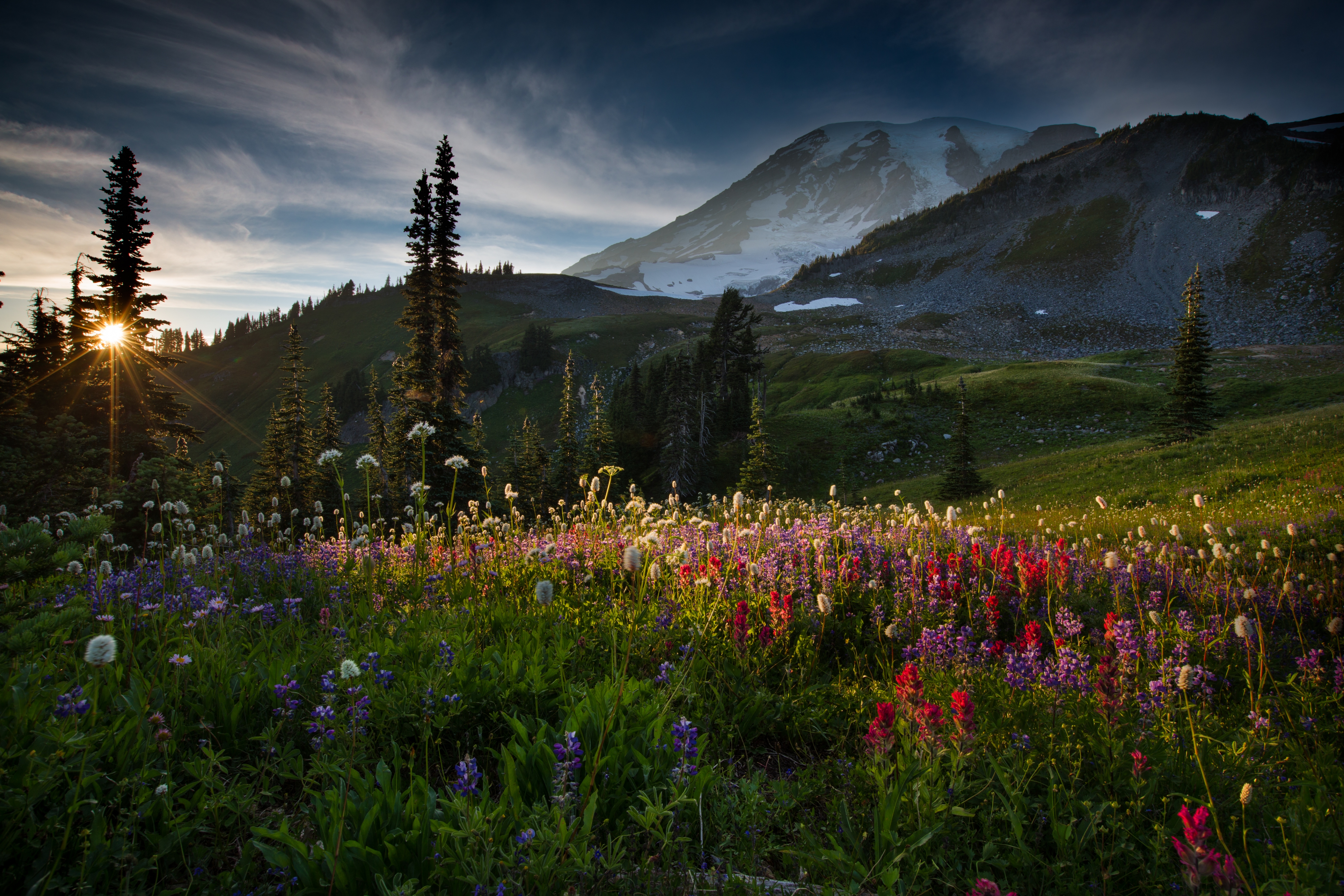 Mt. Ranier: Wild flowers reaching for the last ray of light