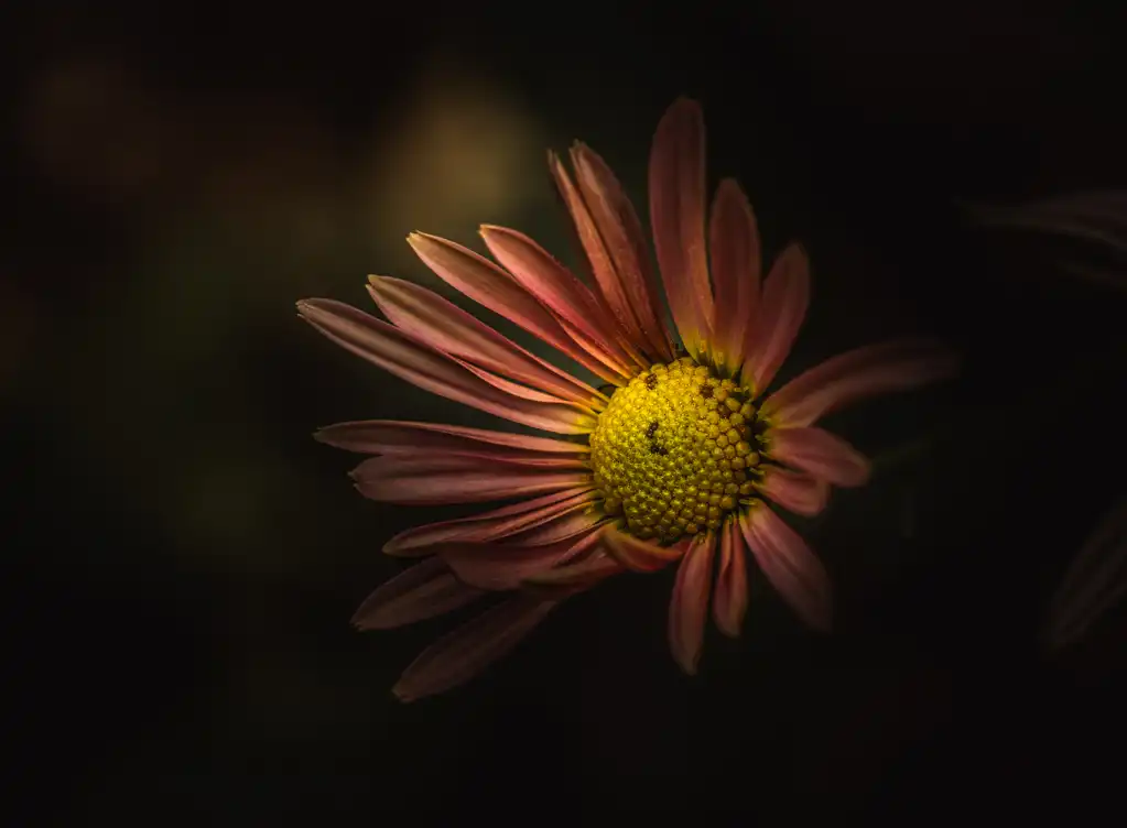 A Stranger In The Dark Photography Nature / Wildlife Photography by ...