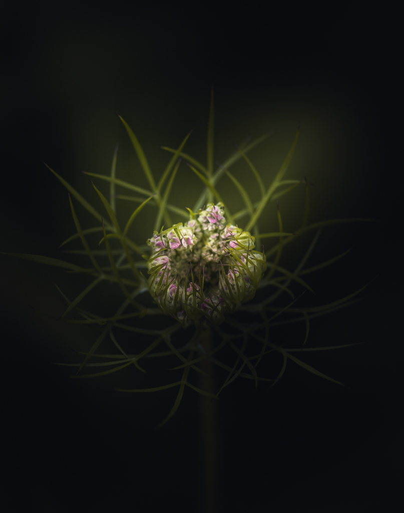 Flower Flake Photography Nature / Wildlife Photography by Paul Barson ...