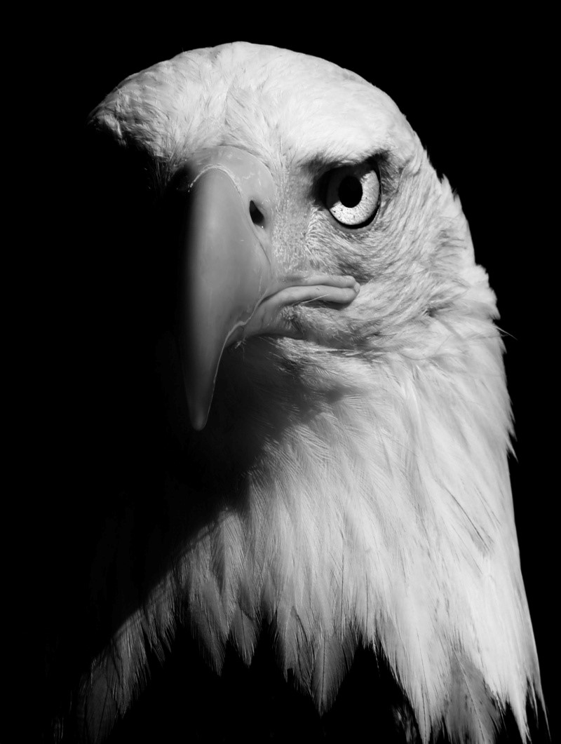 The bold Eagle image 