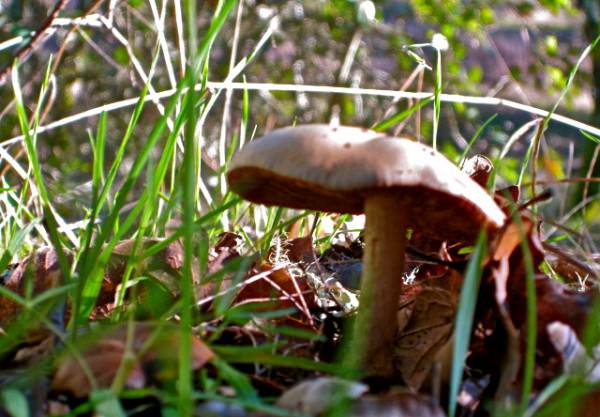 mushroom2 image 