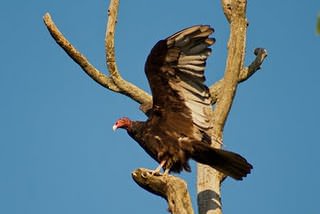 vulture on limb with wings-in golden hour image 