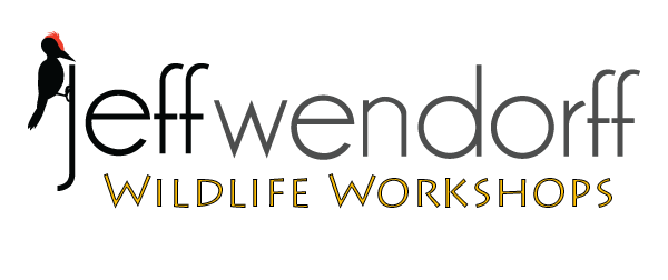 Wildlife Workshops